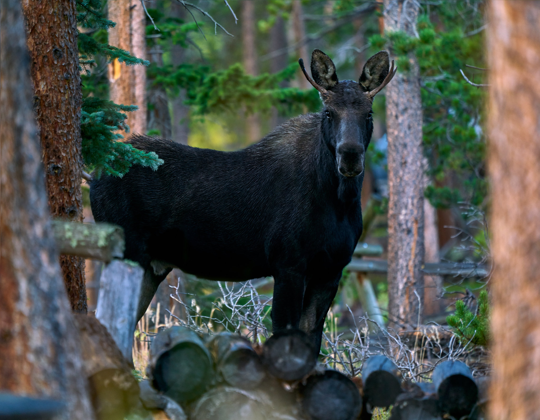 Bull Moose
